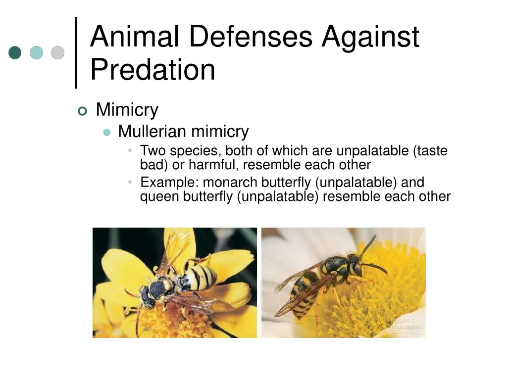 animal defenses against predation 1