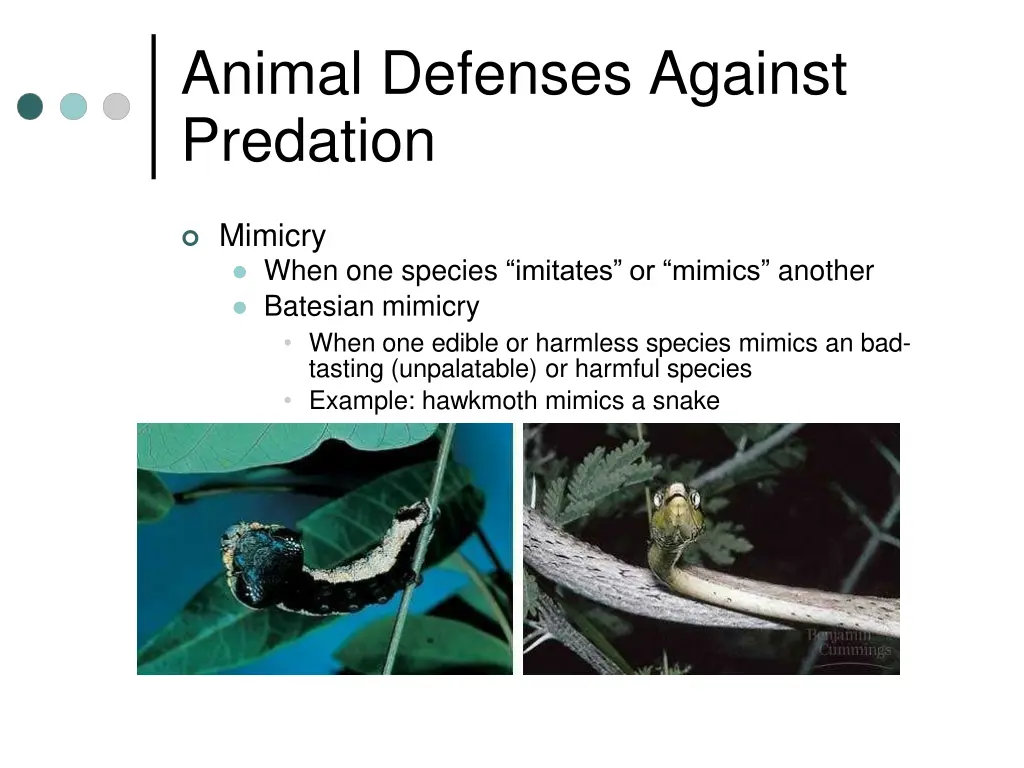 animal defenses against predation