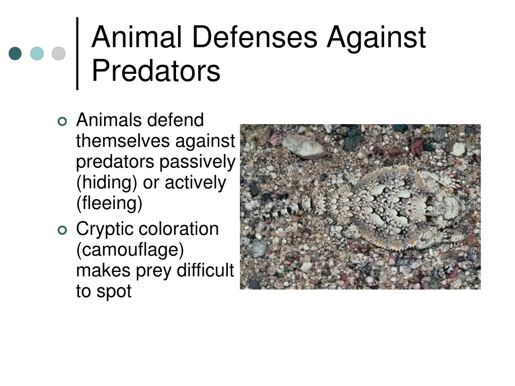 animal defenses against predators