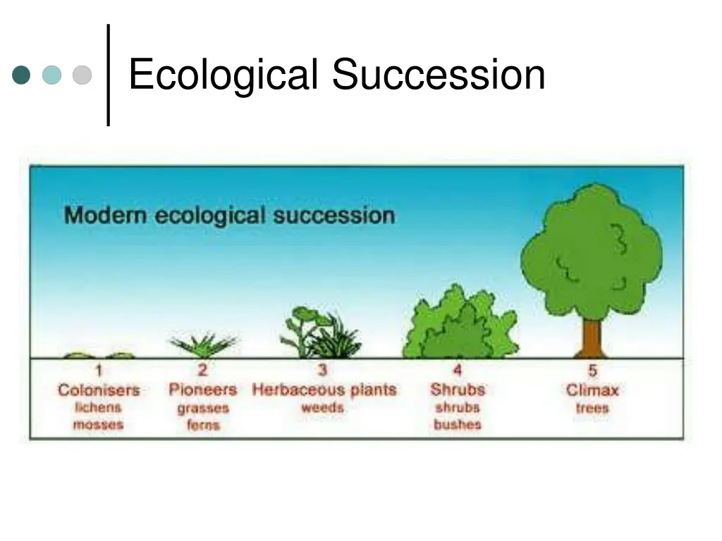 ecological succession 1