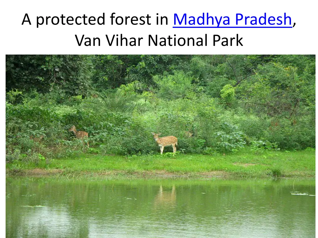 a protected forest in madhya pradesh van vihar