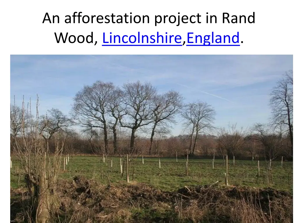 an afforestation project in rand wood