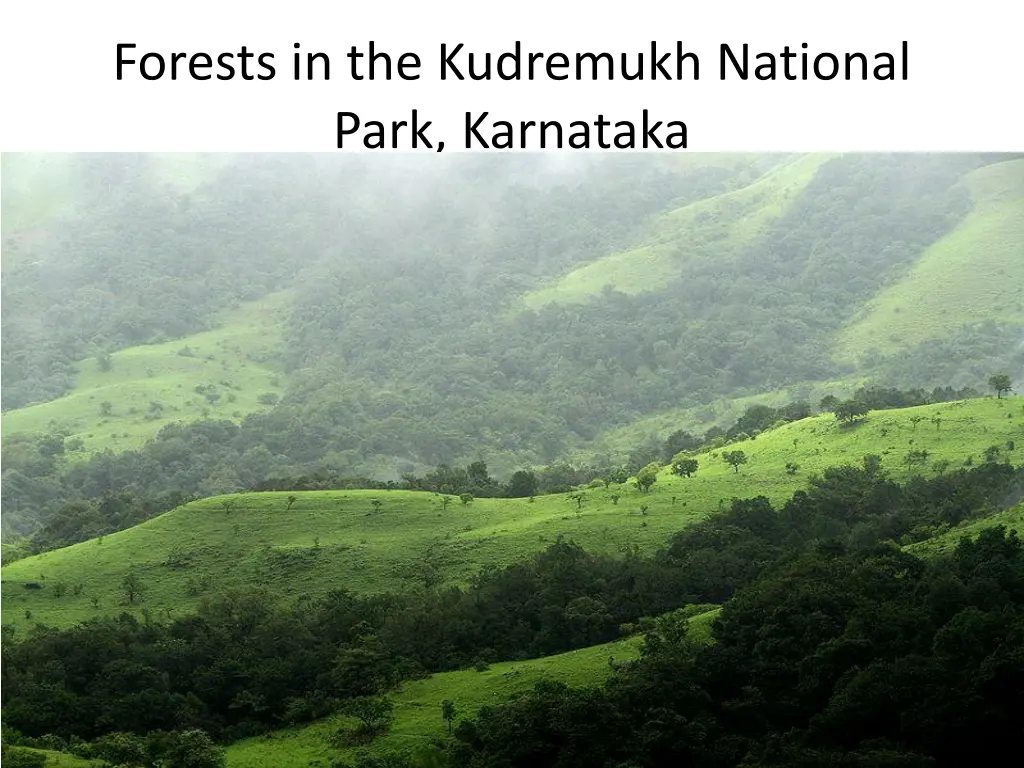 forests in the kudremukh national park karnataka