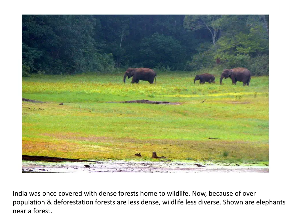 india was once covered with dense forests home