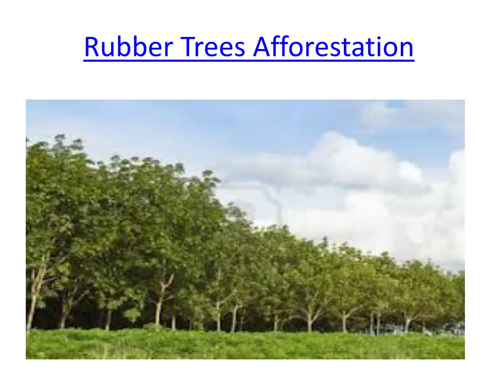 rubber trees afforestation