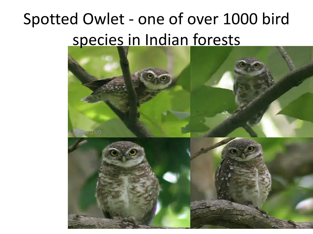 spotted owlet one of over 1000 bird species