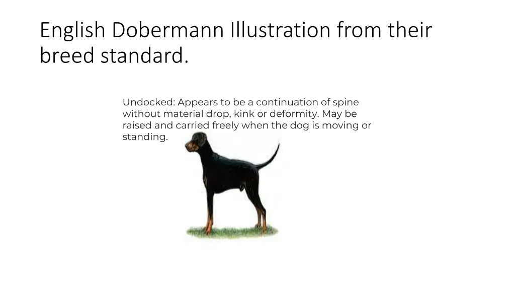 english dobermann illustration from their breed