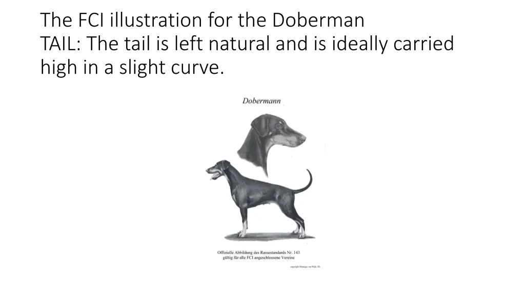 the fci illustration for the doberman tail