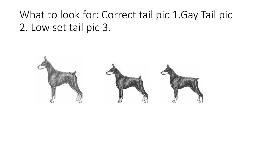 what to look for correct tail pic 1 gay tail