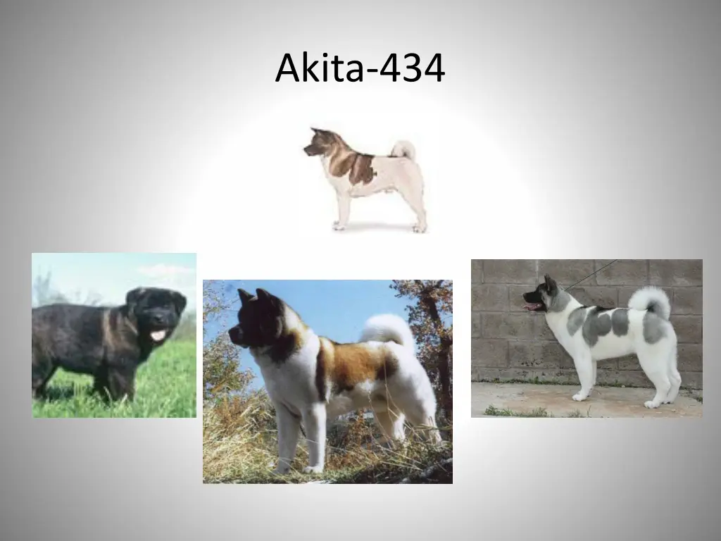 akita 434