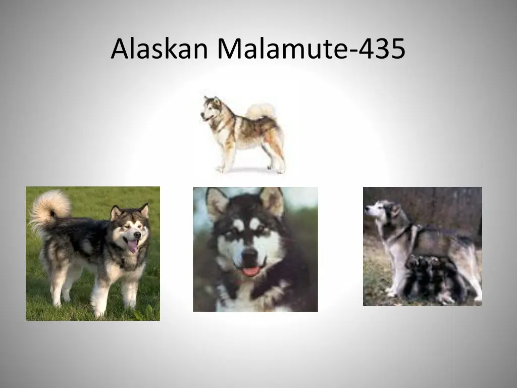 alaskan malamute 435