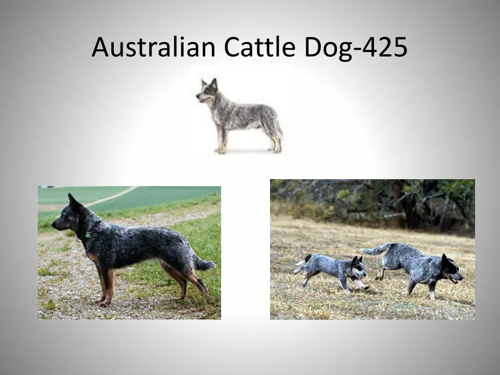 australian cattle dog 425