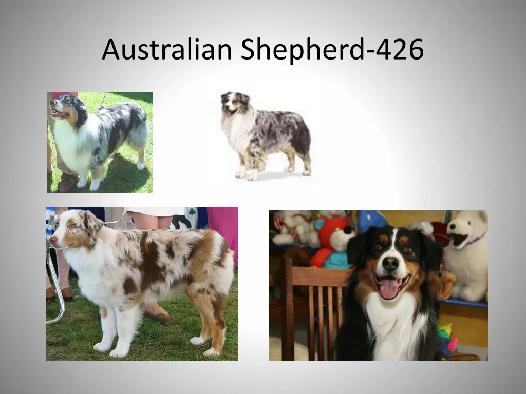 australian shepherd 426