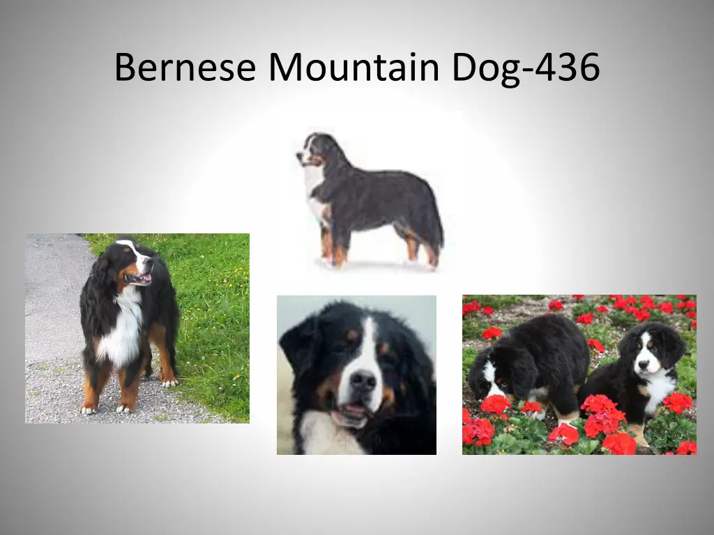 bernese mountain dog 436