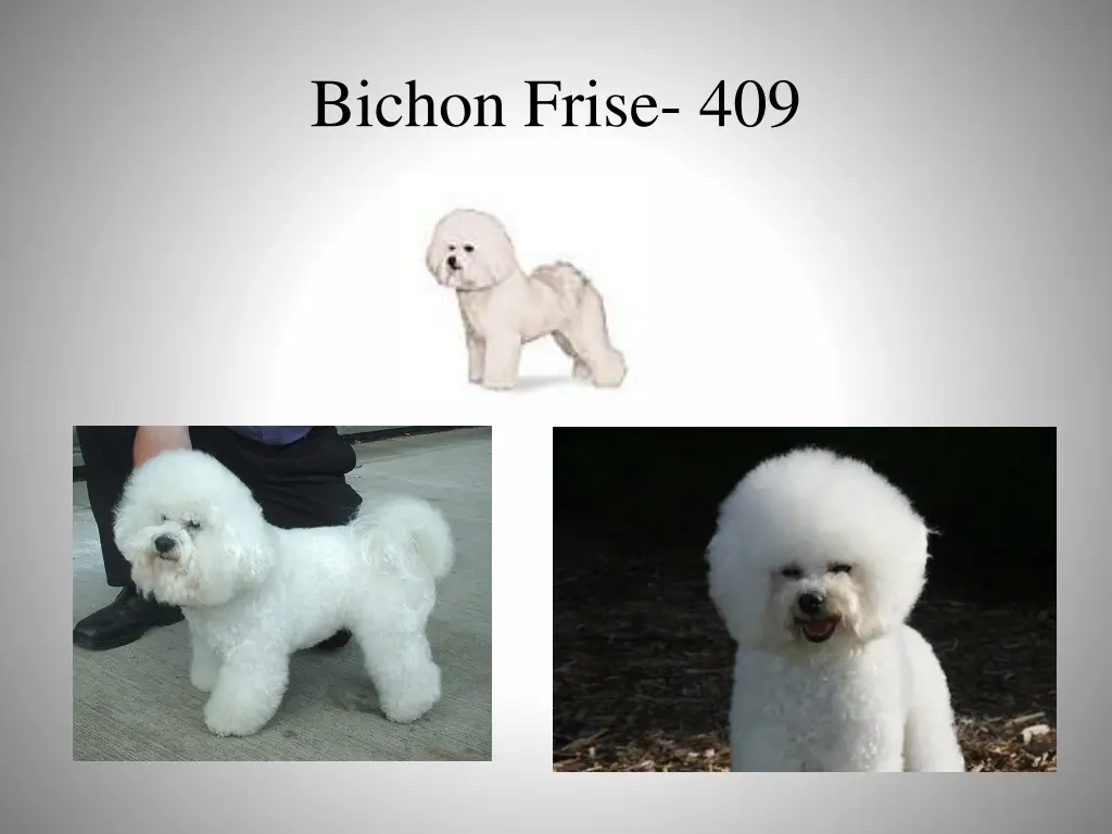 bichon frise 409