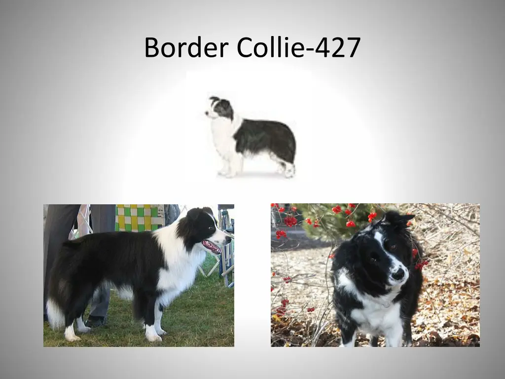 border collie 427