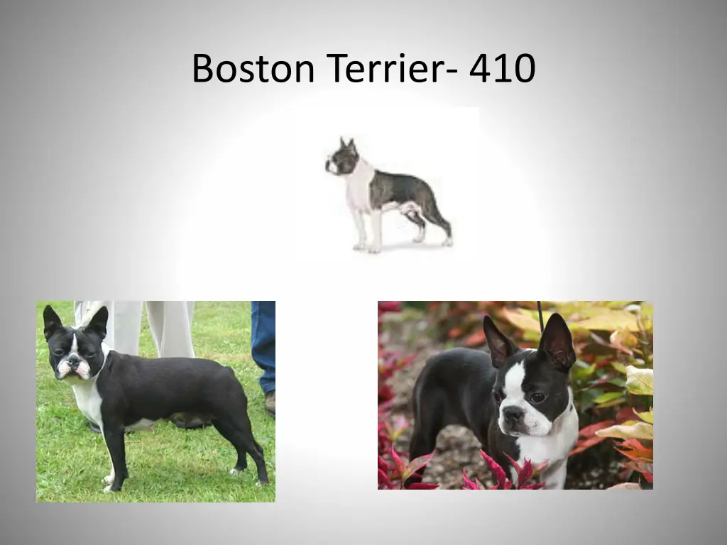 boston terrier 410