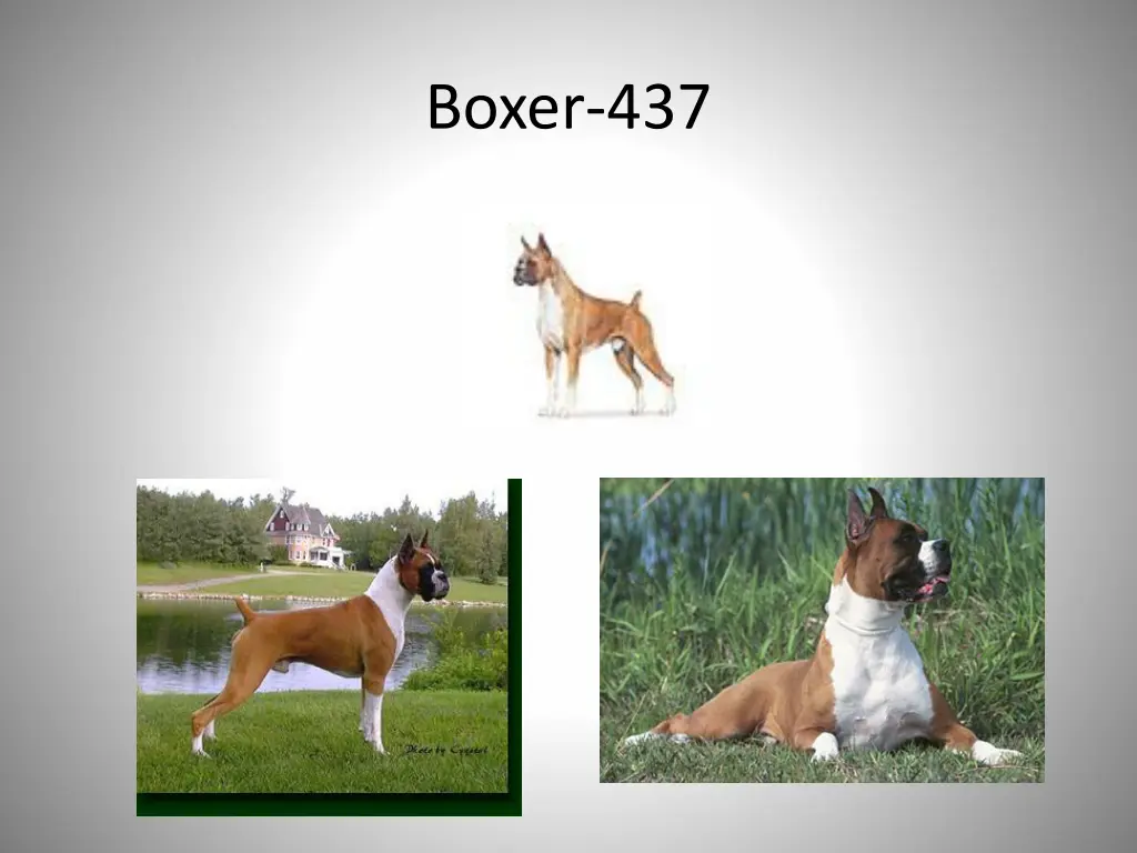 boxer 437