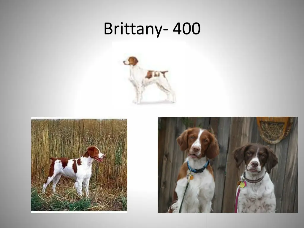 brittany 400