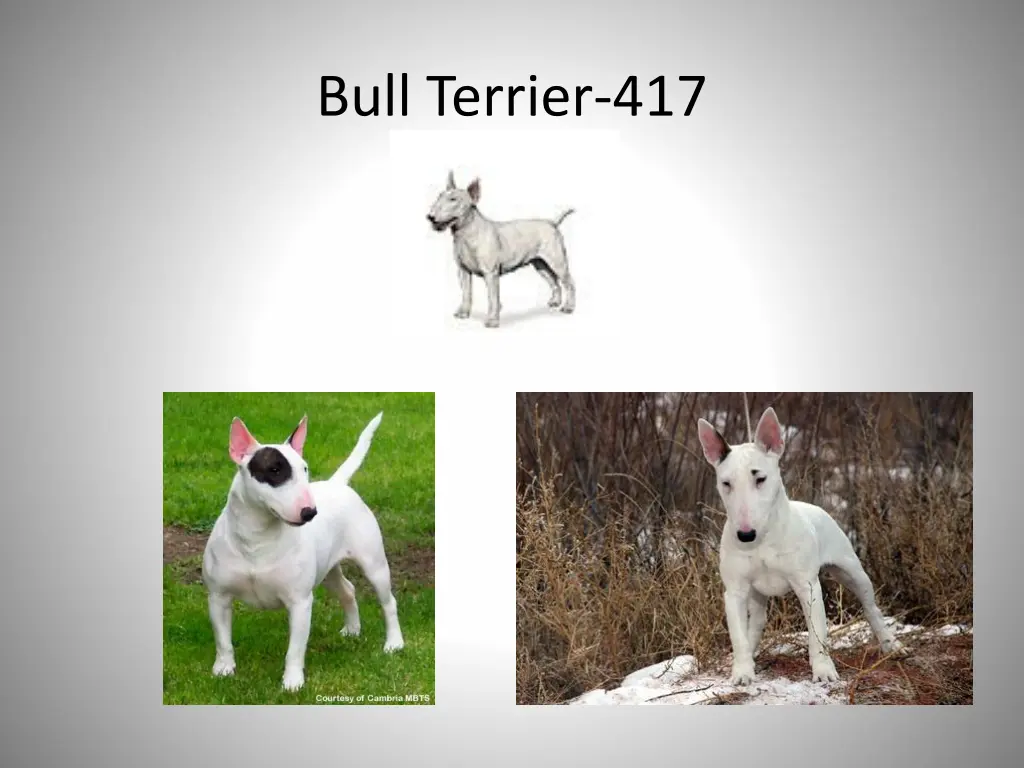 bull terrier 417