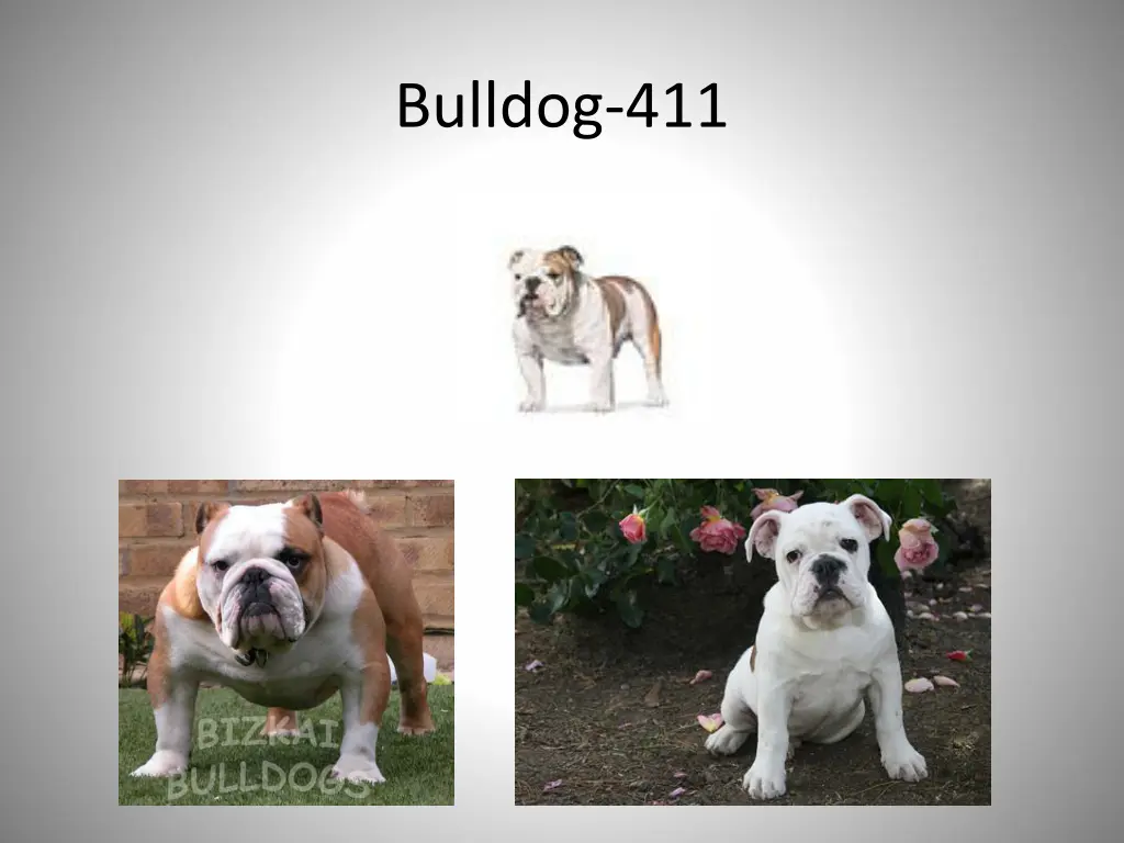 bulldog 411