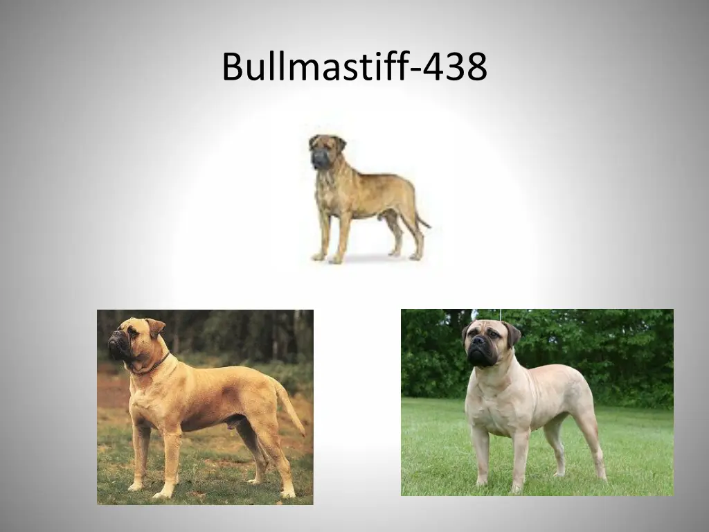 bullmastiff 438