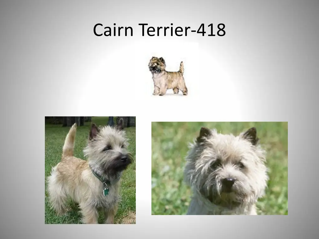 cairn terrier 418