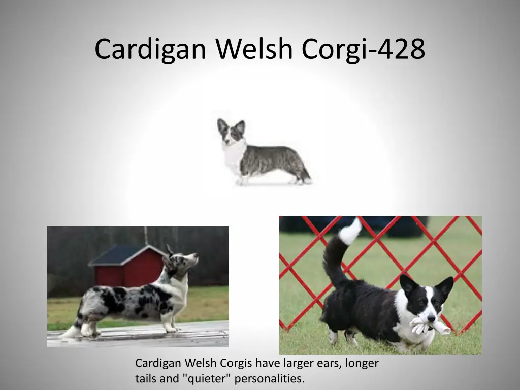 cardigan welsh corgi 428