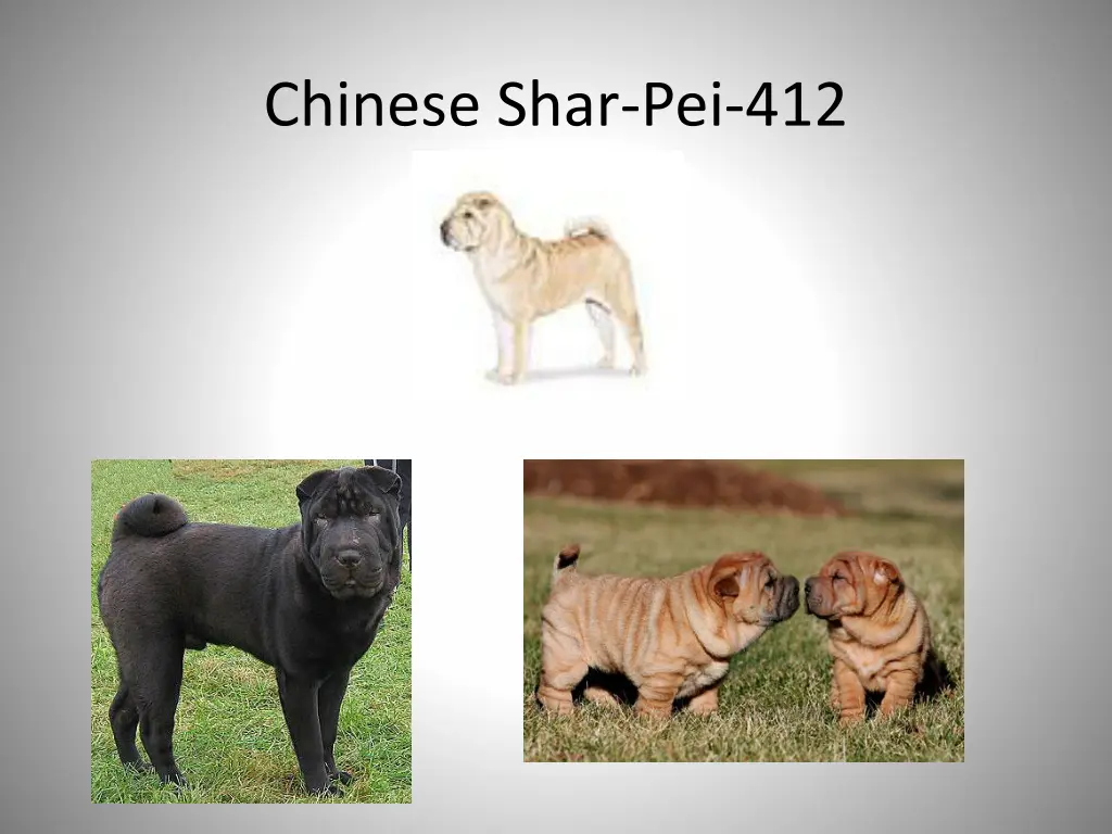 chinese shar pei 412