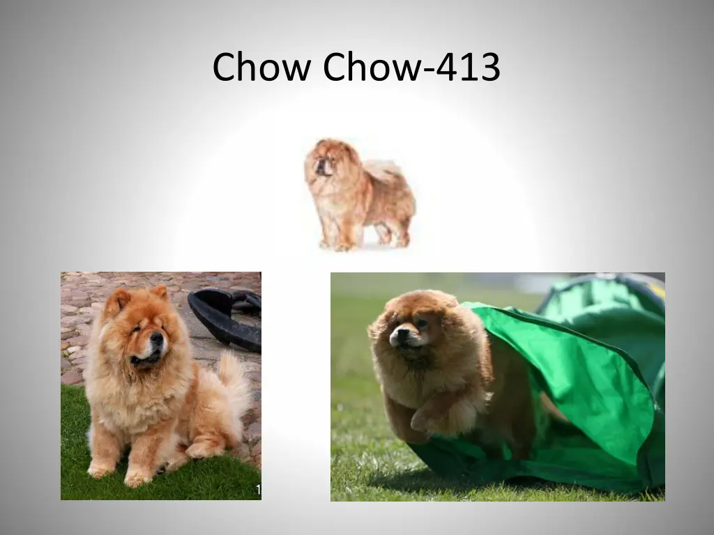 chow chow 413