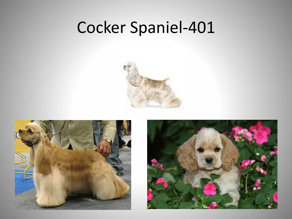 cocker spaniel 401