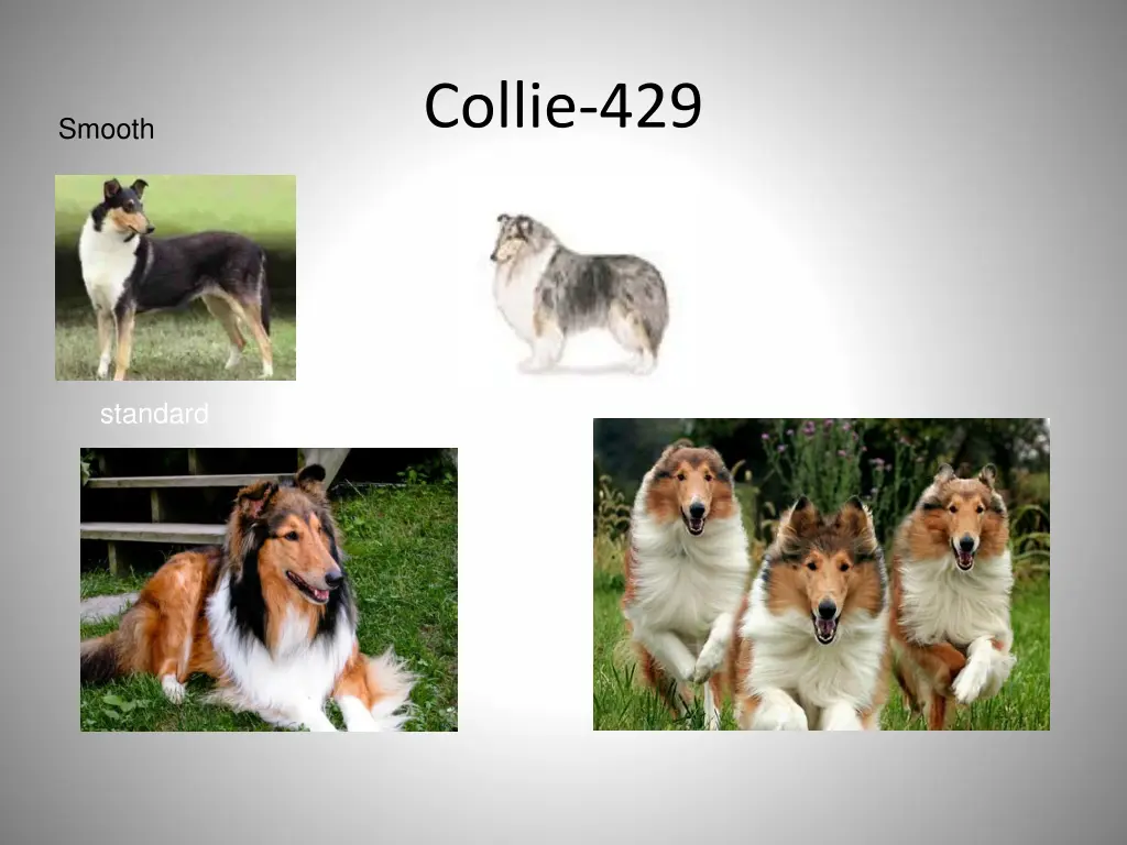 collie 429