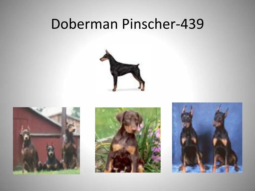 doberman pinscher 439