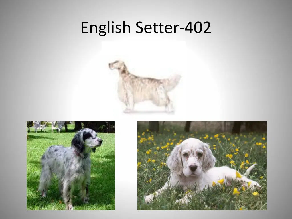 english setter 402