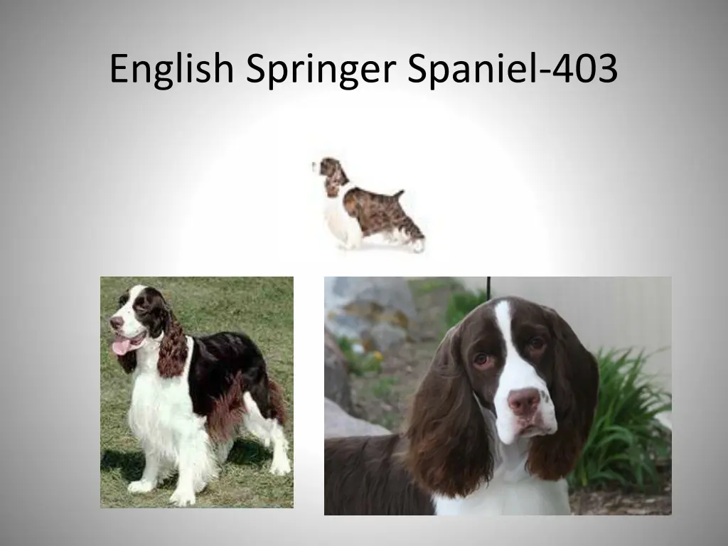 english springer spaniel 403