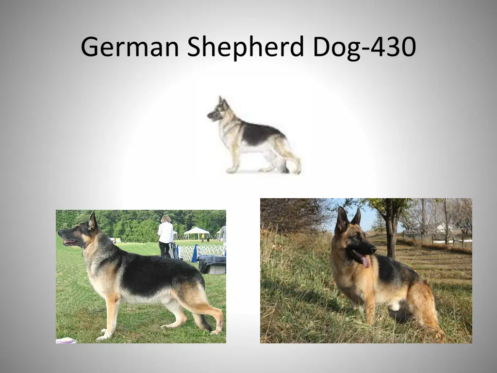 german shepherd dog 430