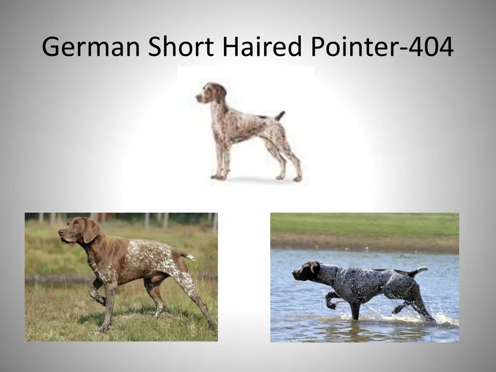 german short haired pointer 404