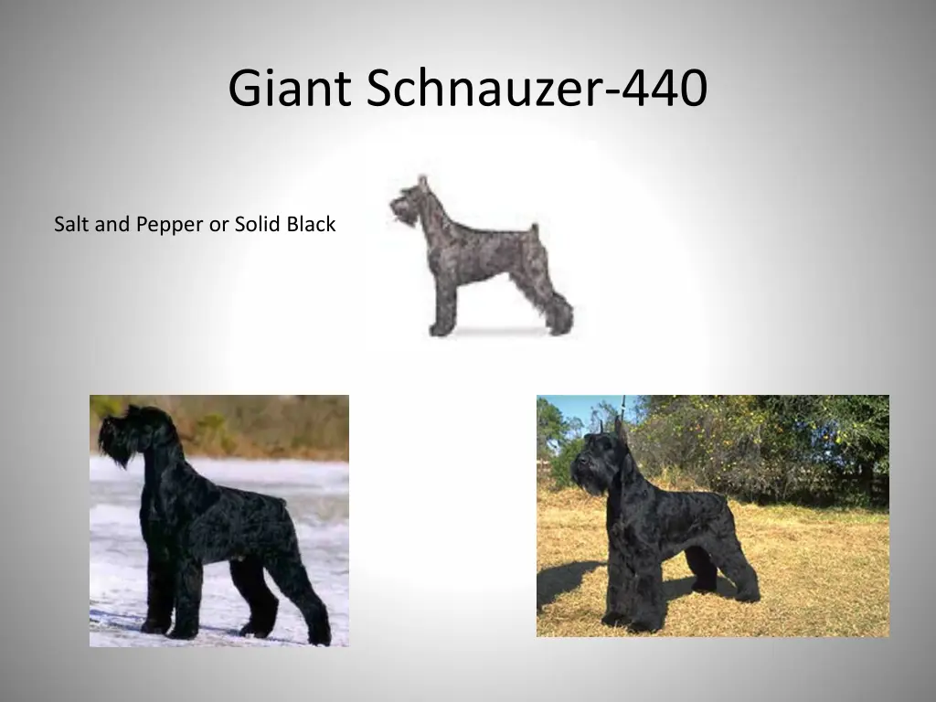 giant schnauzer 440