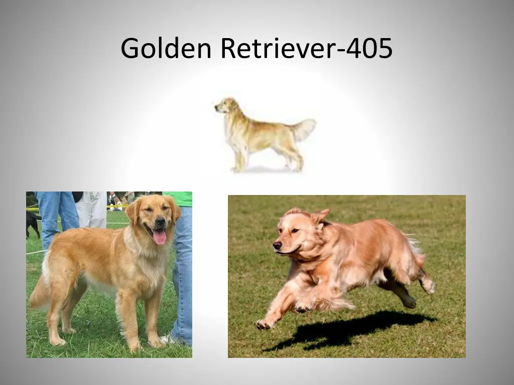 golden retriever 405