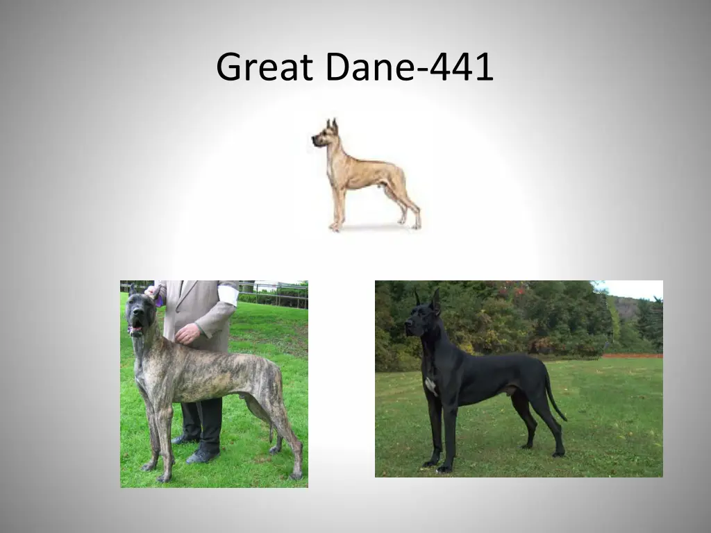 great dane 441