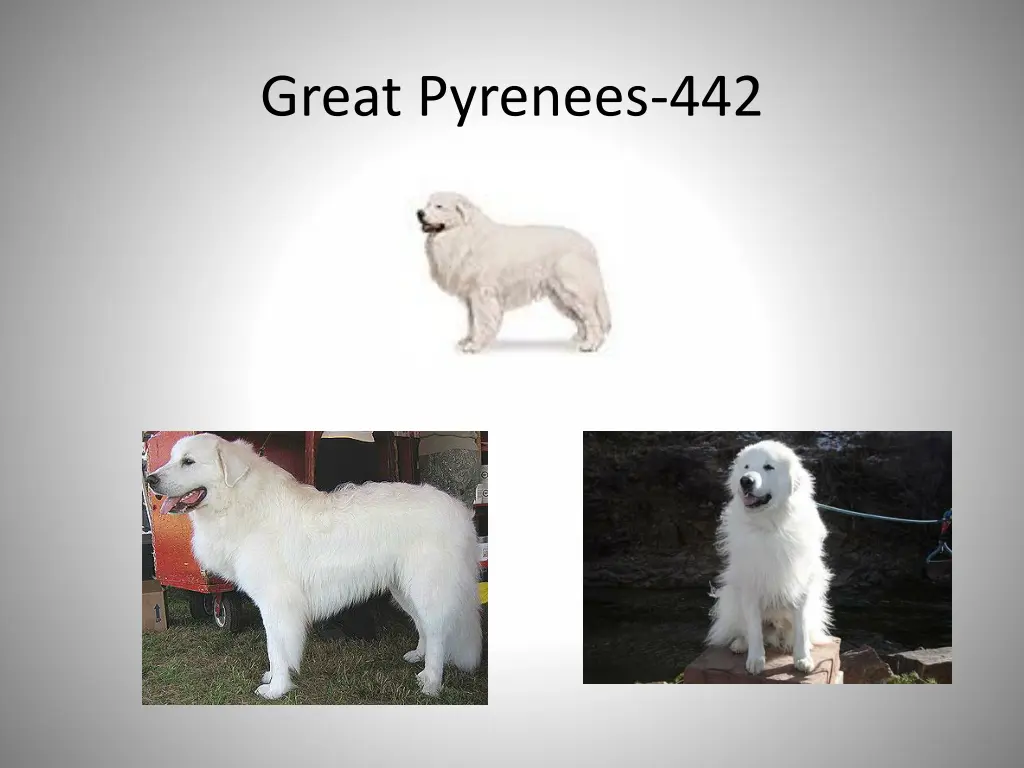 great pyrenees 442