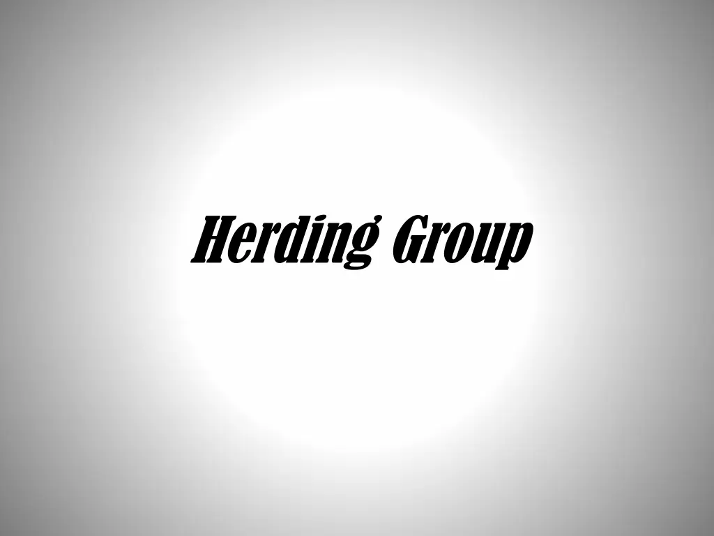 herding group