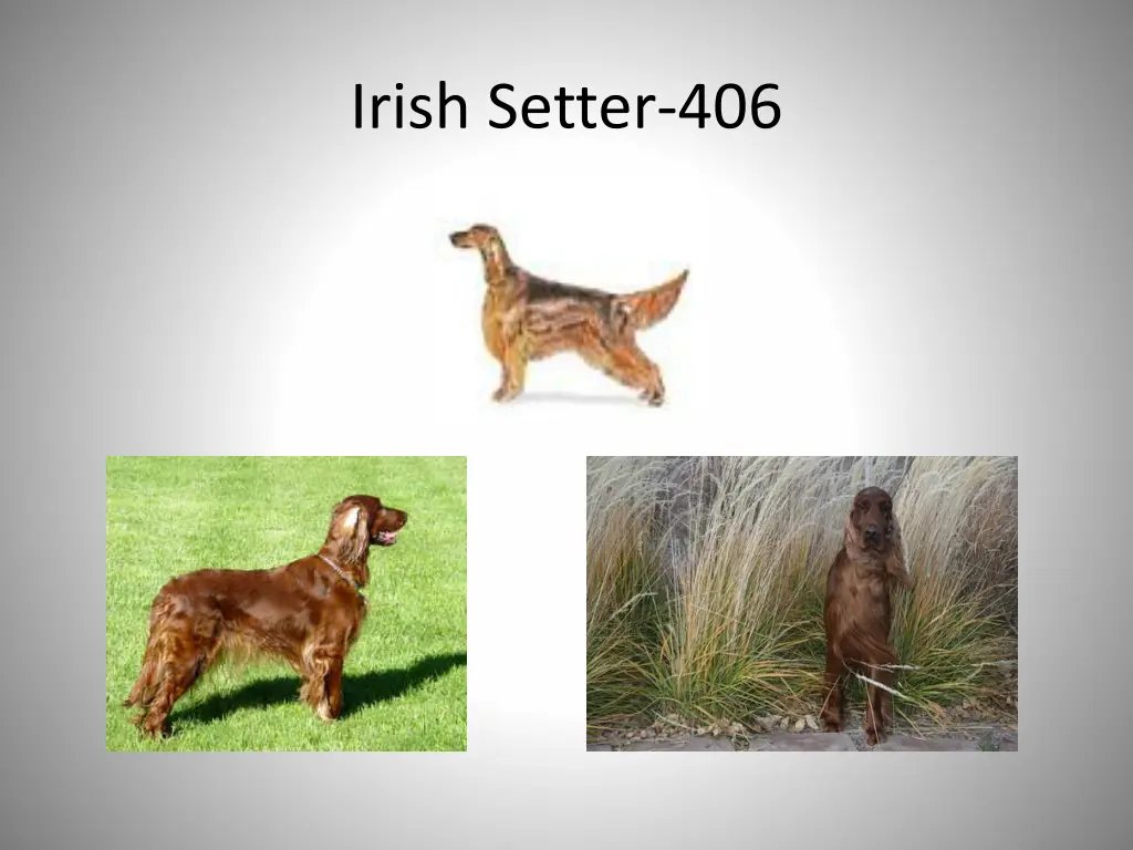 irish setter 406