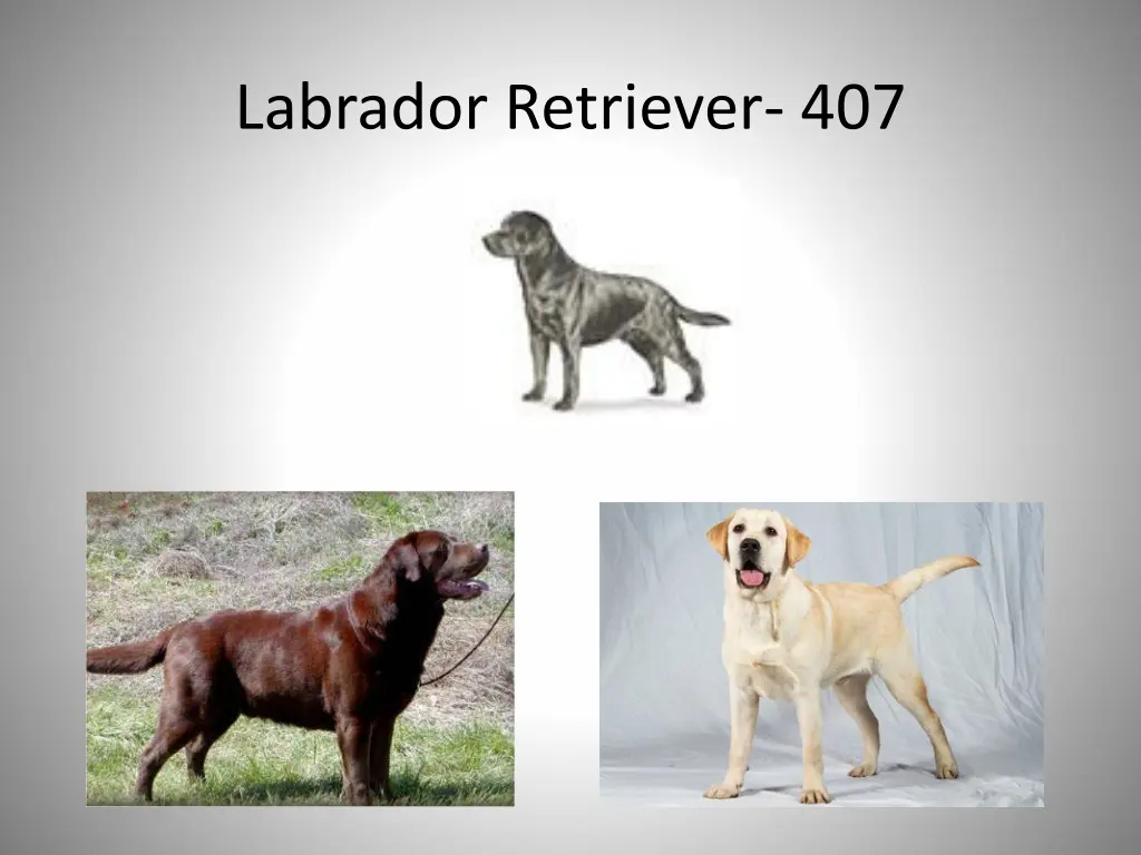 labrador retriever 407