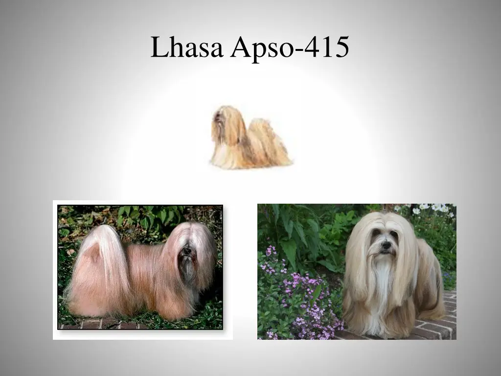 lhasa apso 415