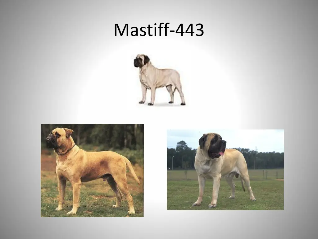 mastiff 443