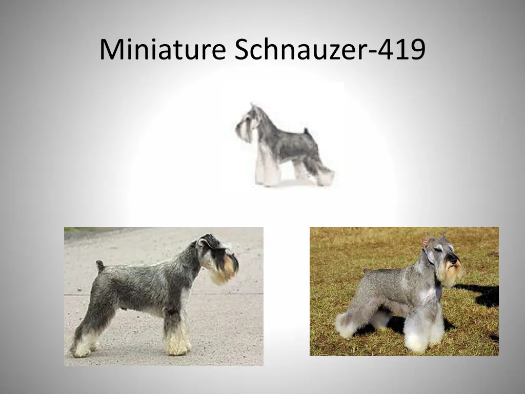 miniature schnauzer 419