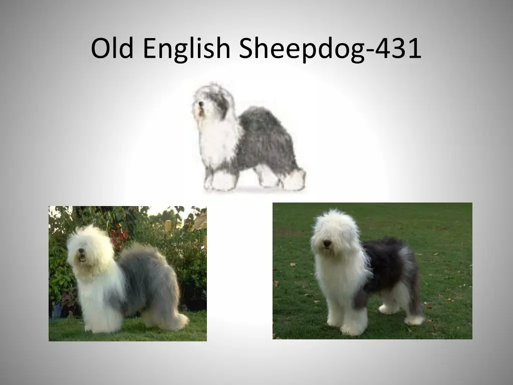 old english sheepdog 431