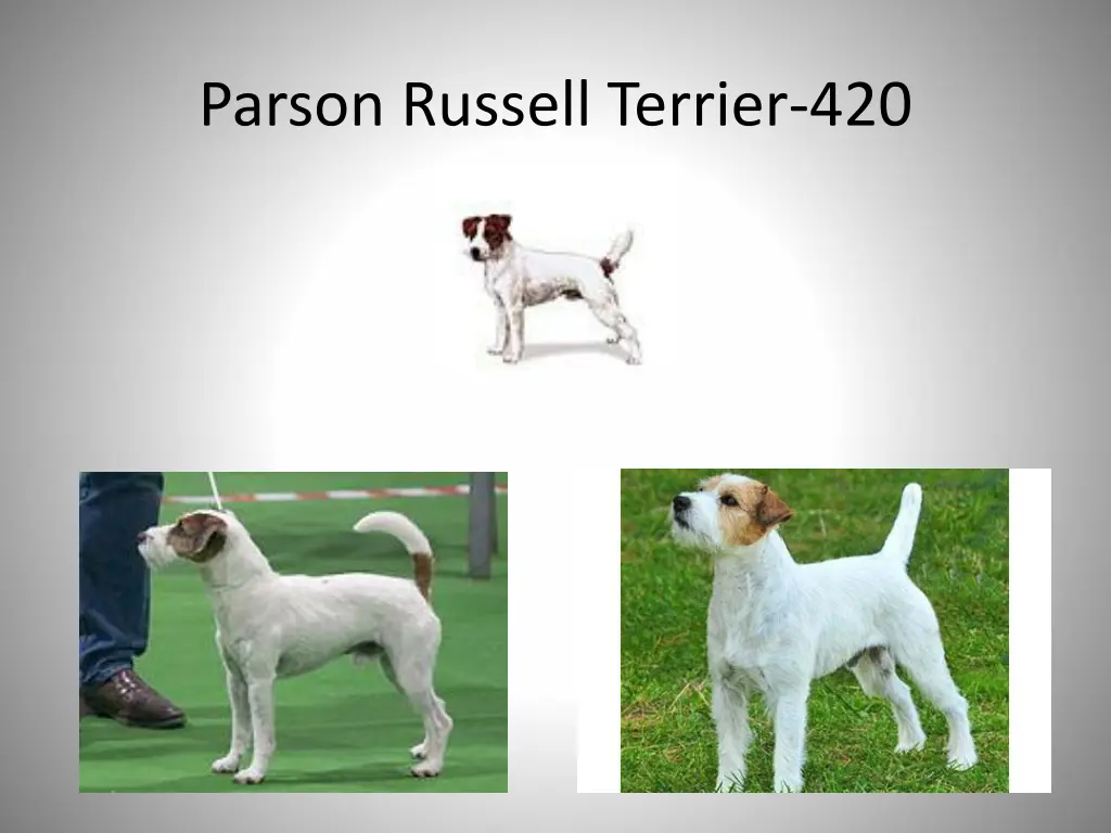 parson russell terrier 420