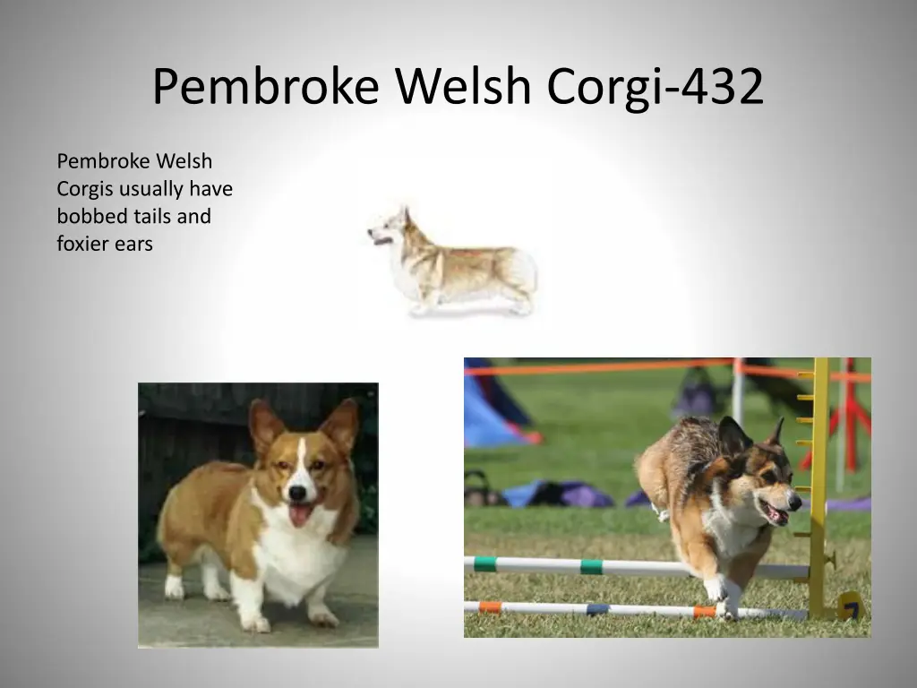 pembroke welsh corgi 432